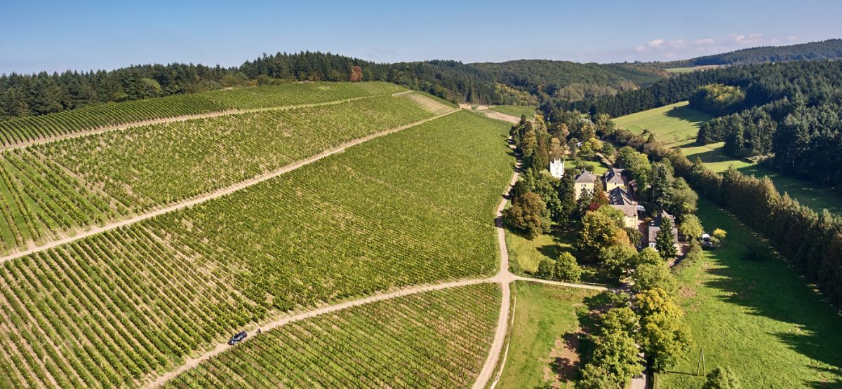 Karthäuserhof - Weingut mit Rebflächen