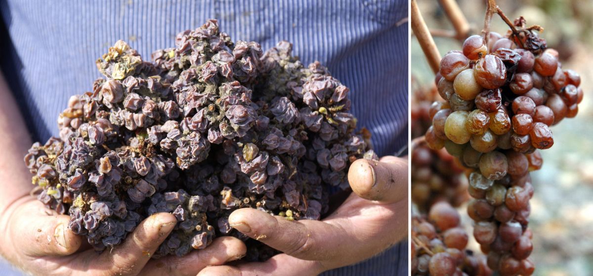 Trockenbeerenauslese - getrocknete Beeren in der Hand / Weintraube am Stock