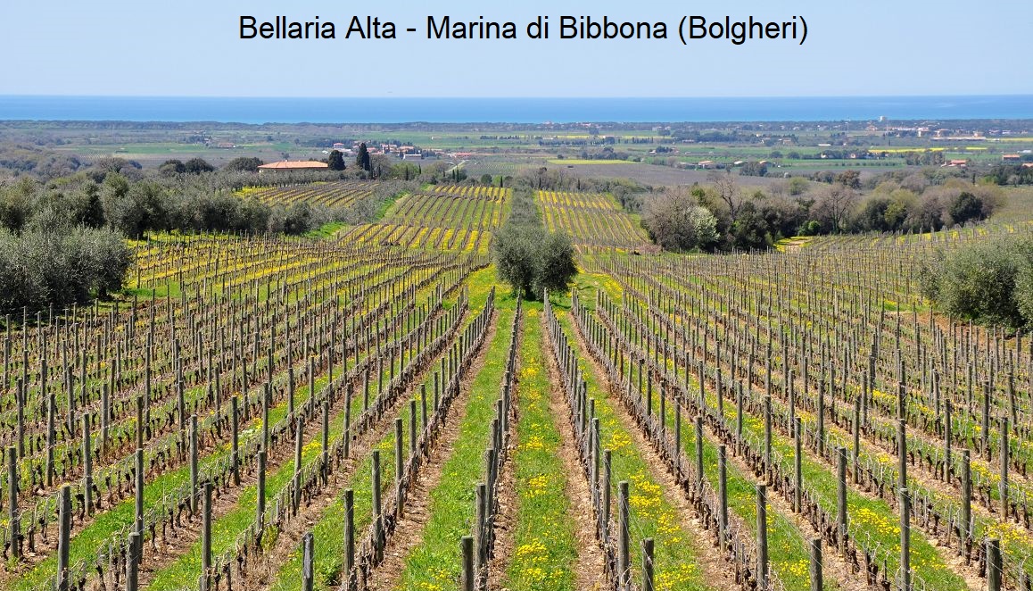 Bolgheri - Bellaria Alta vineyard (Ornellaia) at Marina di Bibbona