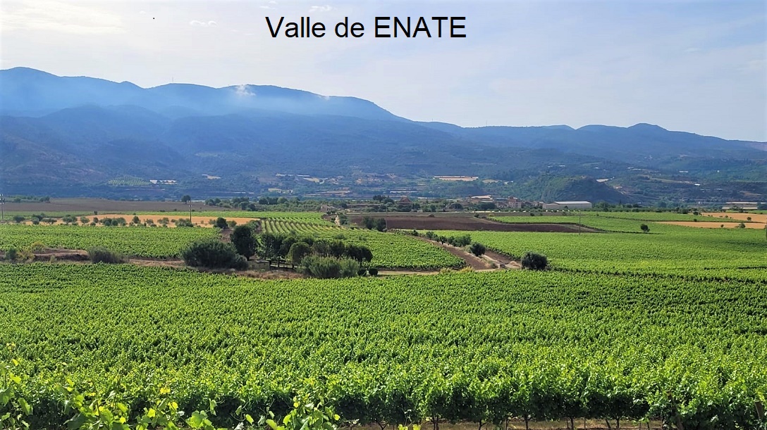 ENATE - Vineyards