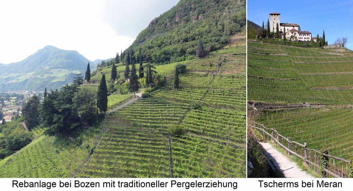 Südtirol - Rebanlage bei Bozen in traditionellere Pergola-Erziehung und Tscherms bei Meran