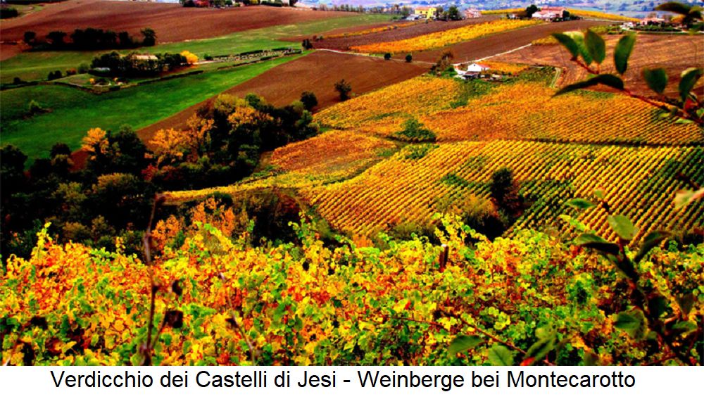 Verdicchio dei Castelli di Jesi - Weinberge bei Montecarotto