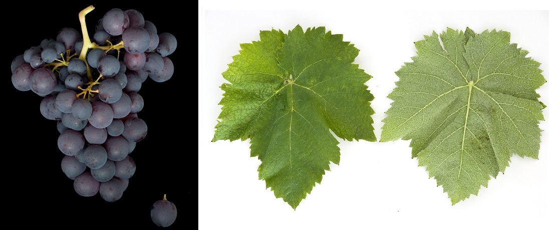 Xinomavro - Weintraube und Blatt